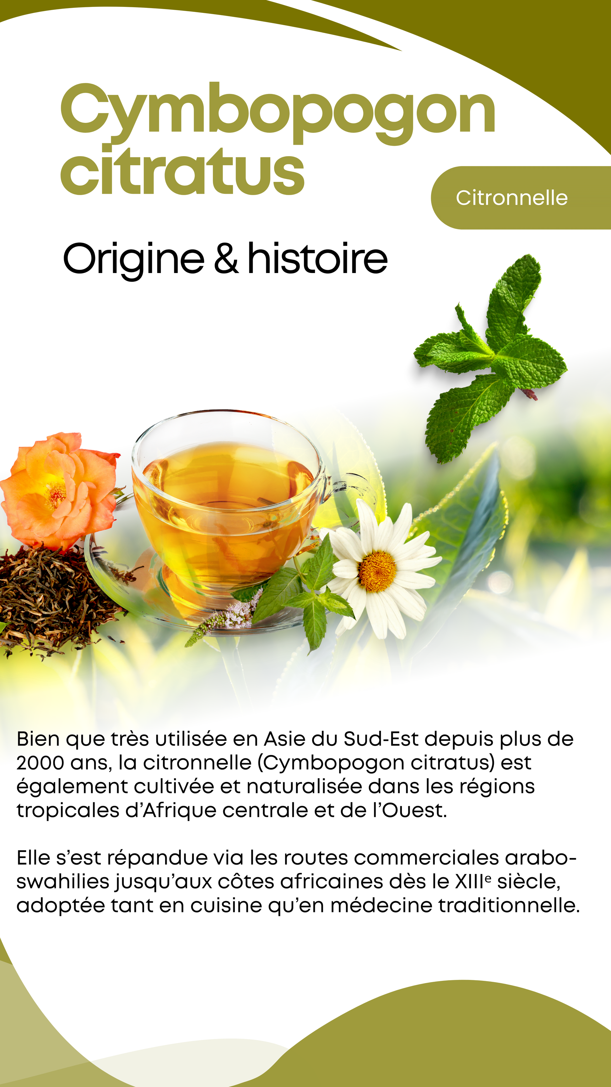 Tisane de Citronnelle variété tropicale
