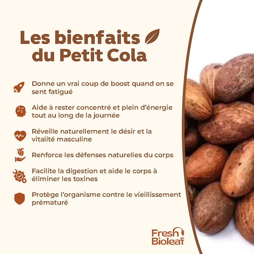 Petit Cola frais sous vide – Bitter Kola Pur – Garcinia kola – 100% Naturel – Énergie, Vitalité, Digestion – Origine Congo – Ngadiadia – Pur - qualité supérieure