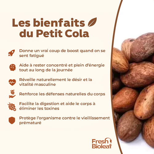 Petit Cola frais sous vide – Bitter Kola Pur – Garcinia kola – 100% Naturel – Énergie, Vitalité, Digestion – Origine Congo – Ngadiadia – Pur - qualité supérieure