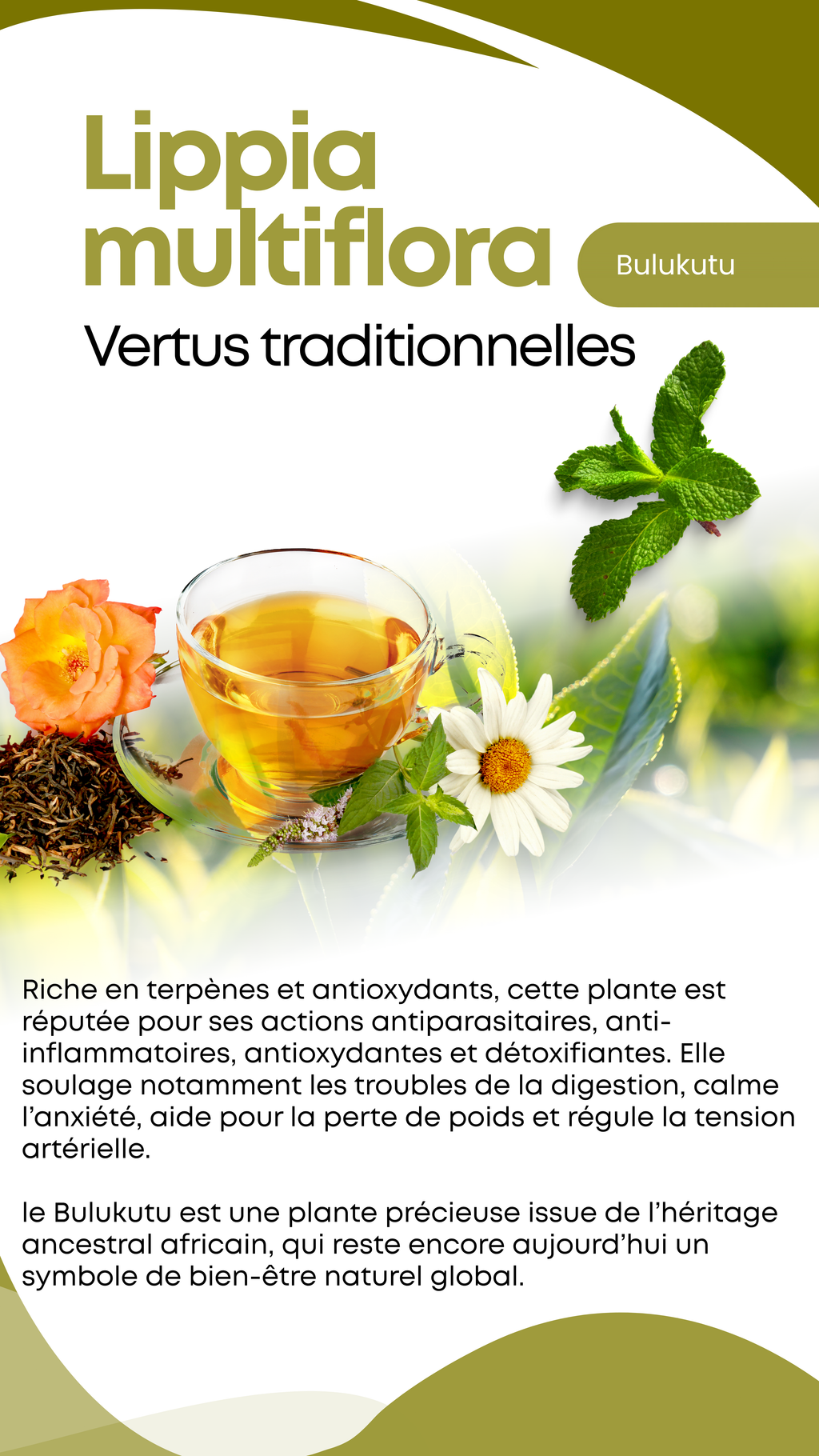 Tisane naturelle de Bulukutu – Lippia multiflora – Thé des savane