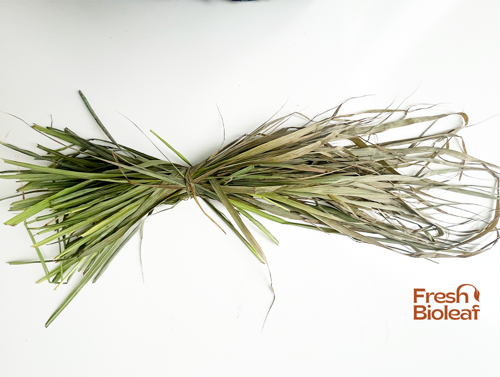 Tisane de Citronnelle variété tropicale