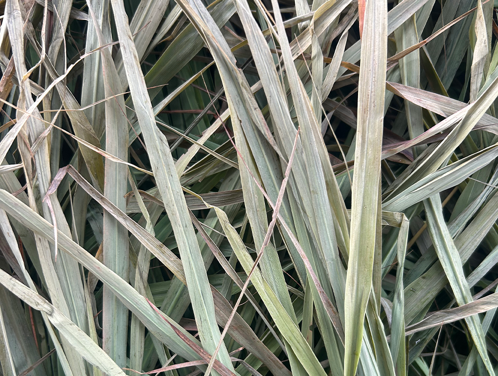 Tisane de Citronnelle variété tropicale