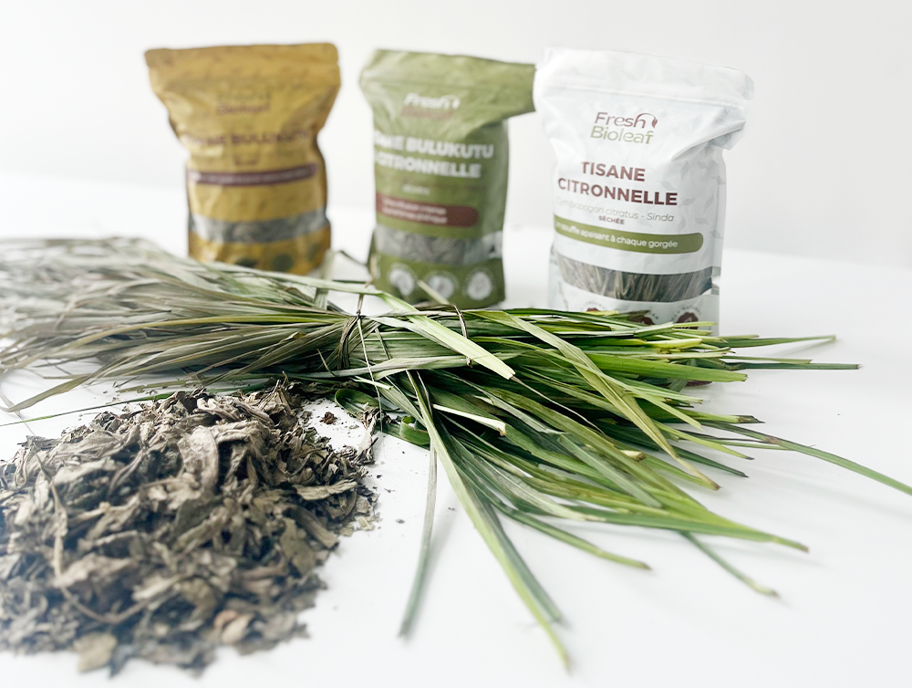 Tisane naturelle de Bulukutu – Lippia multiflora – Thé des savane